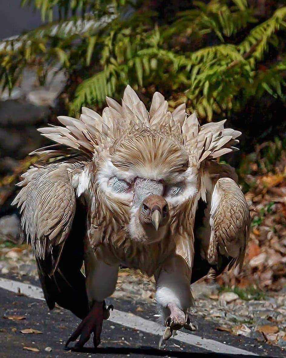 Himalayan griffon vulture attack mode Himalayan griffon vulture attack mode