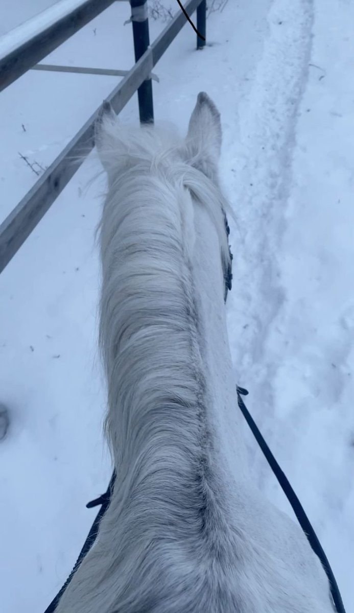white horse snowy forest (photo 3 of 3)