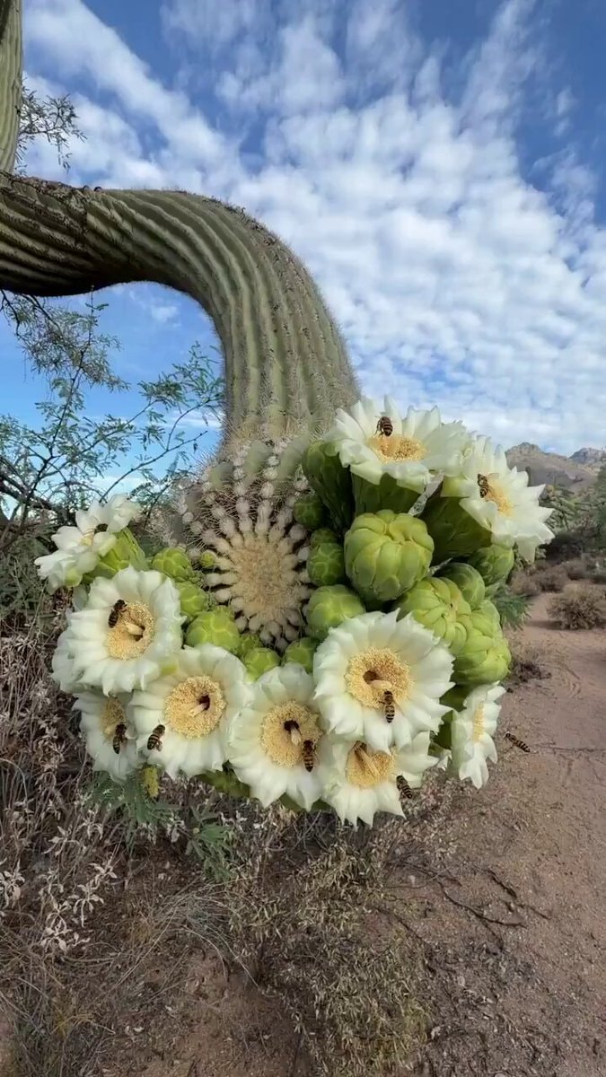 Saguaro cactus white flowers Sonoran Desert