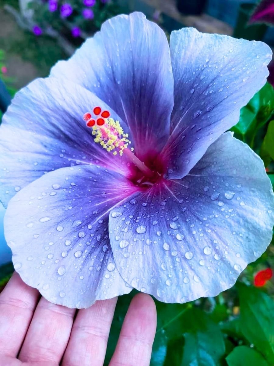 Blue Hibiscus in Hawaii 🪻 (photo 2 of 2)