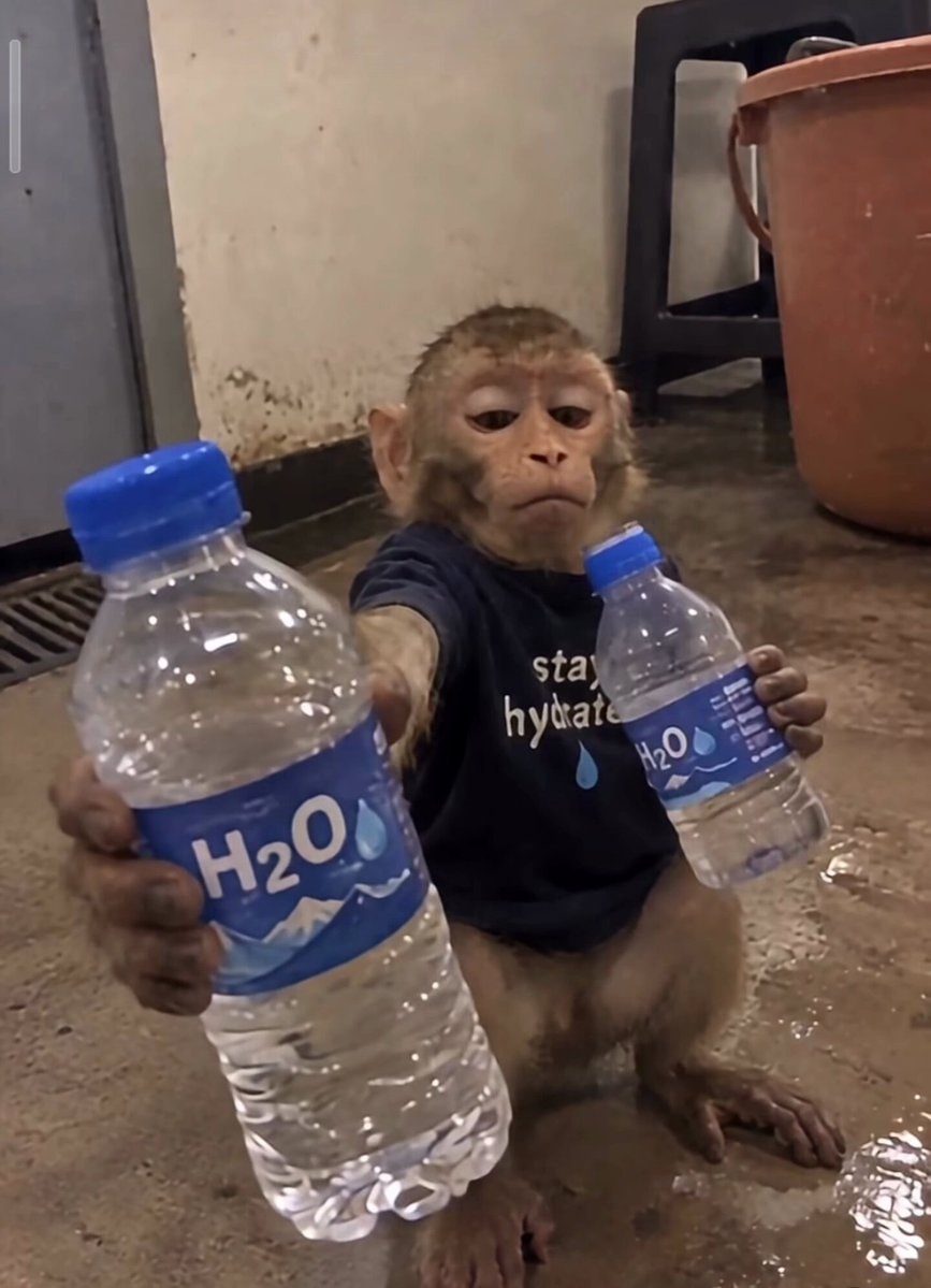 monkey holding two water bottles