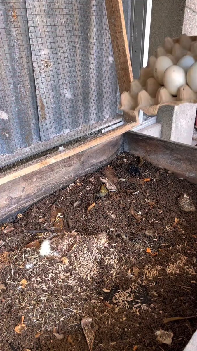 worms meal