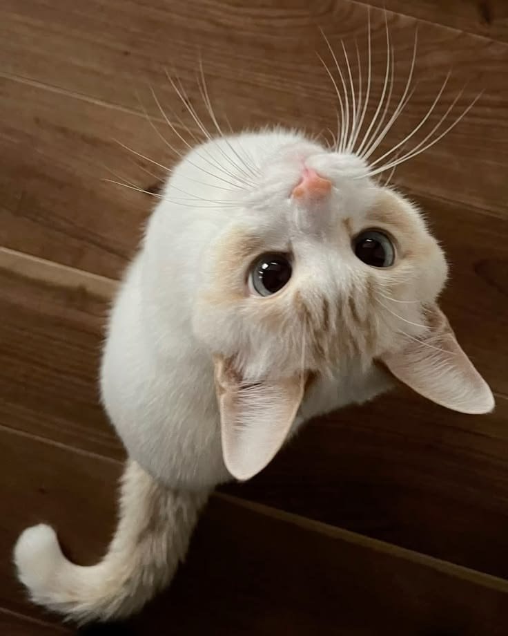 White cat with orange markings curious look