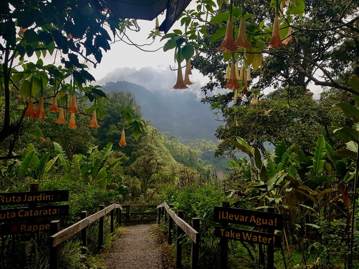 Costa Rica rainforest canopy reversal (photo 2 of 2)