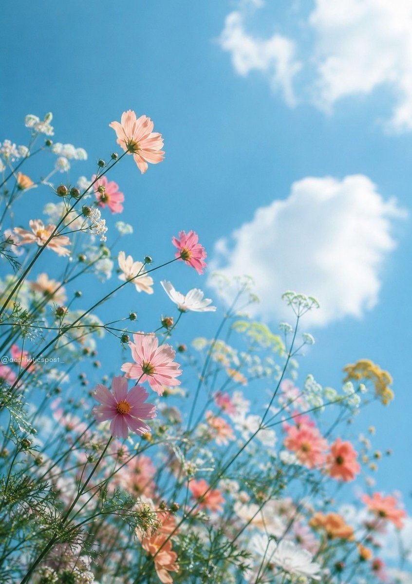 flower field blue sky (photo 1 of 2)