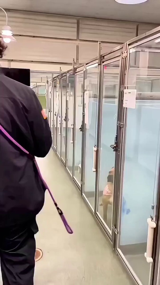Dogs walking to their new homes