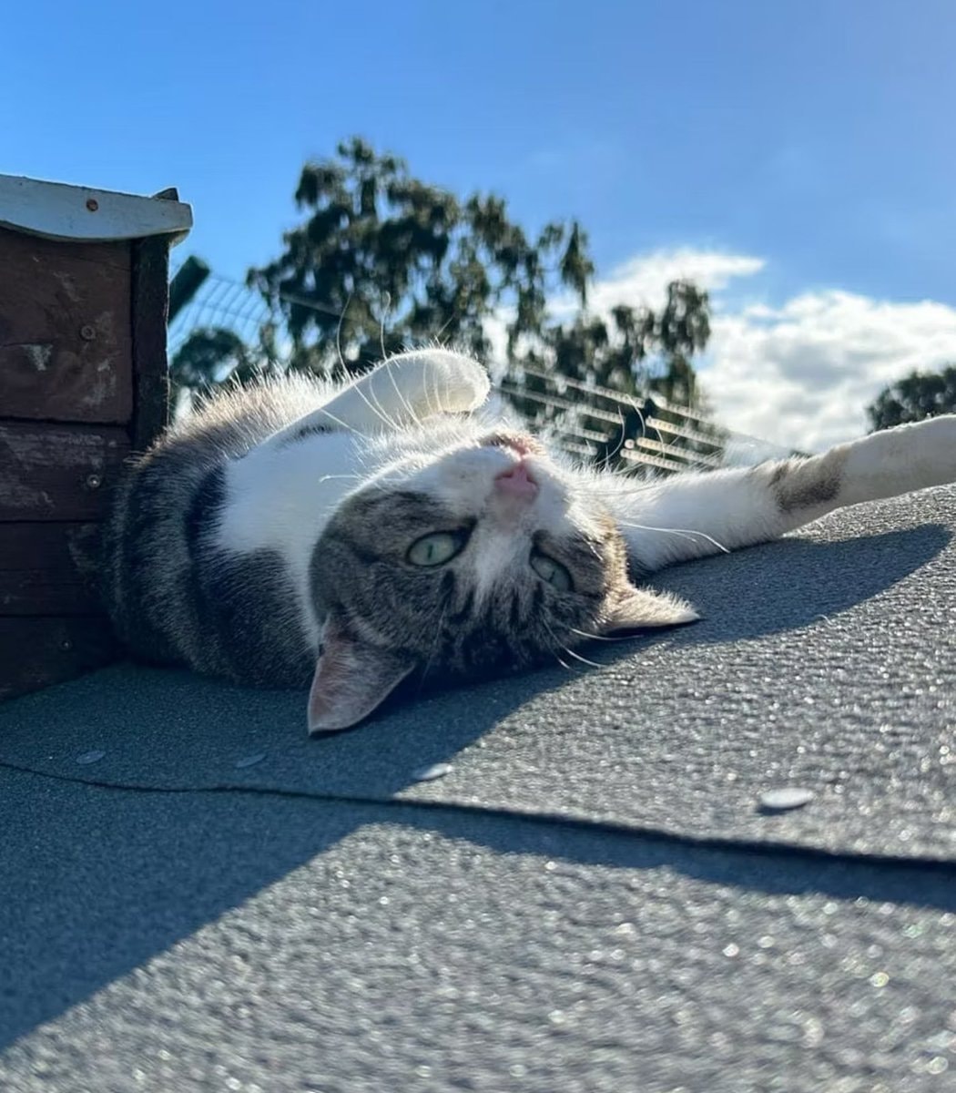 Shropshire Cat Rescue retirement program