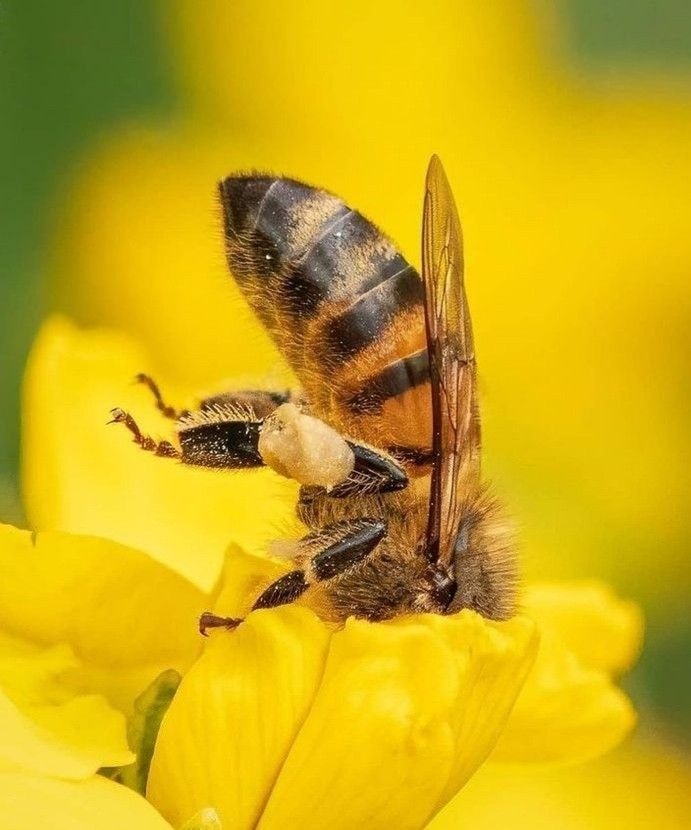 Bee covered in yellow pollen (photo 2 of 2)