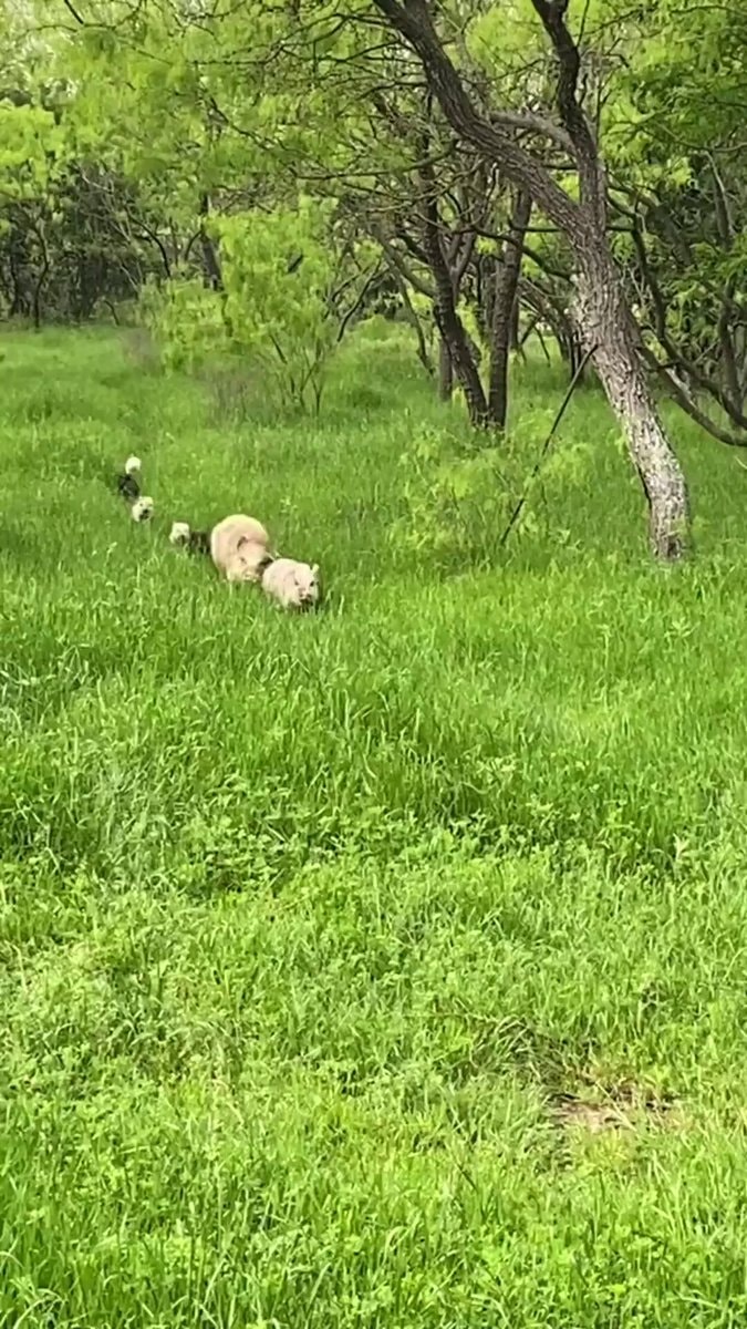 Pig family summer outing
