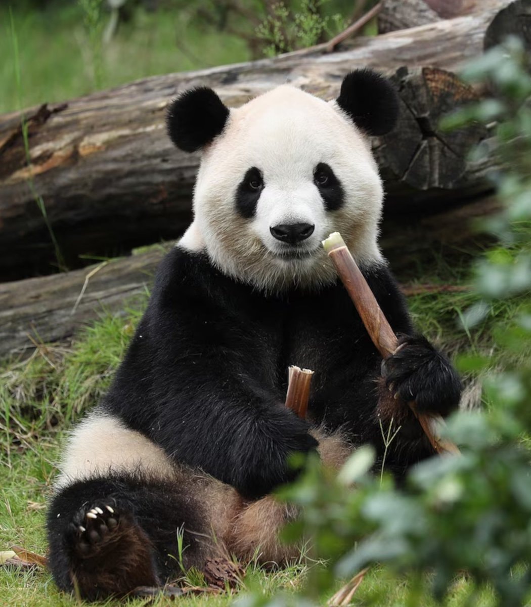 Xi Jinping panda gift to America (photo 3 of 3)