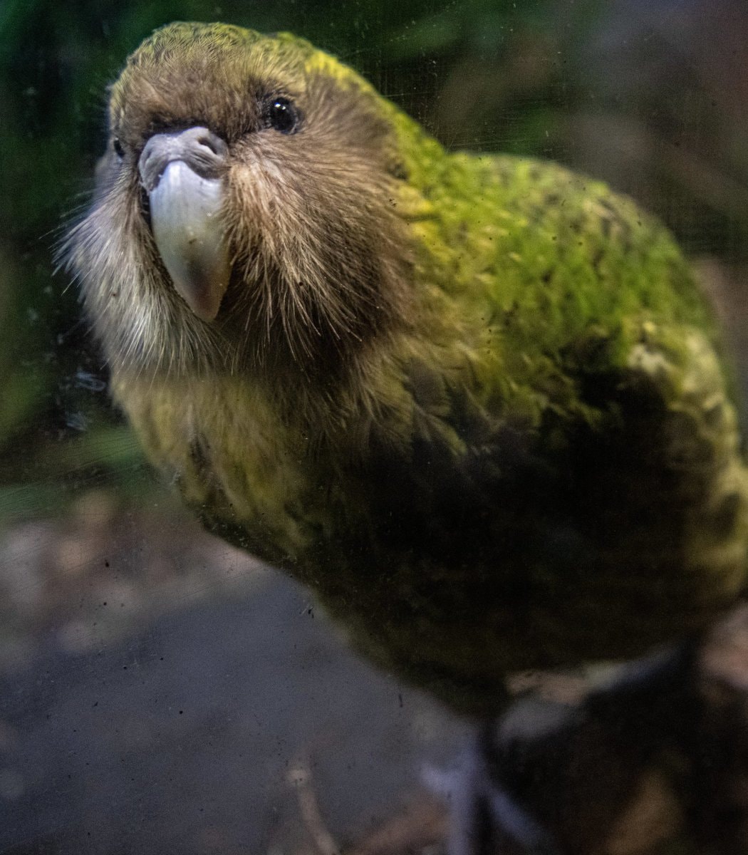 Kākāpō conservation success