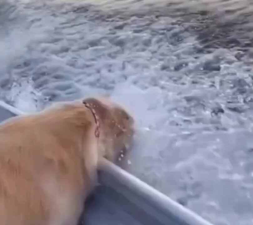Golden retriever splashing in boat water