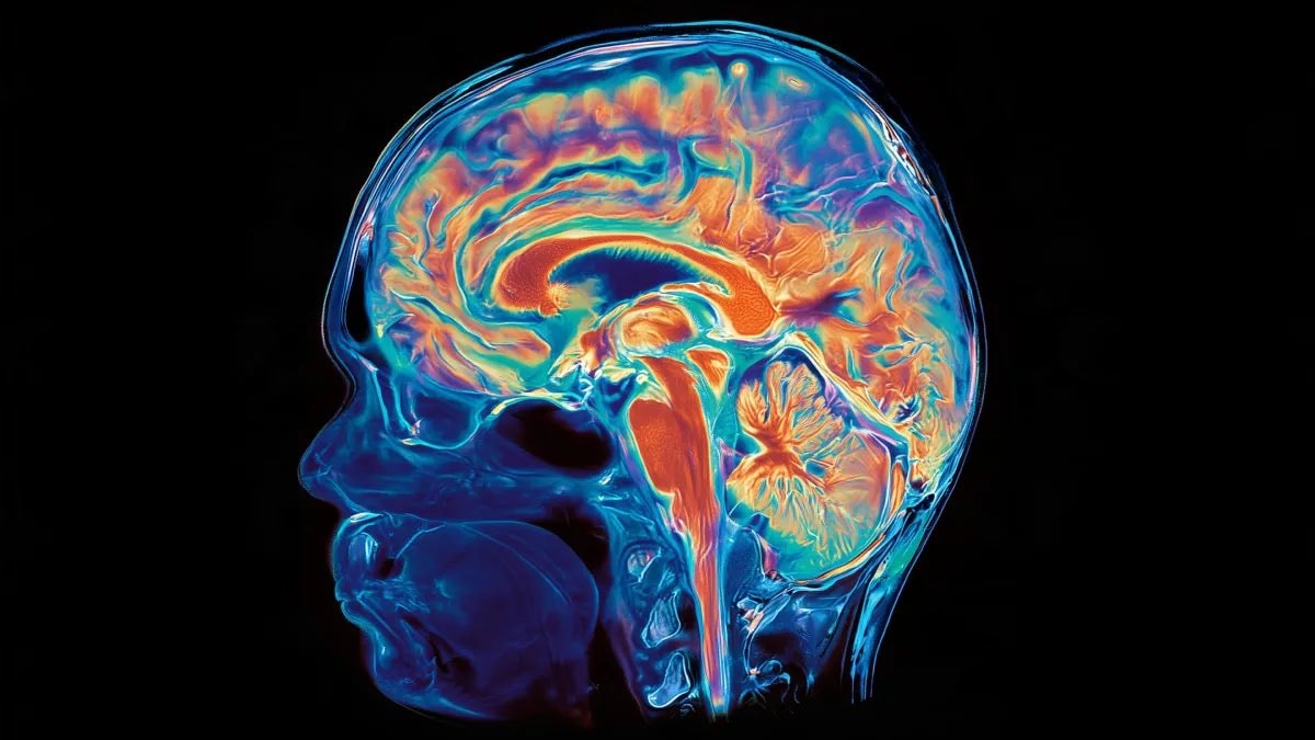 brain two organs fused study
