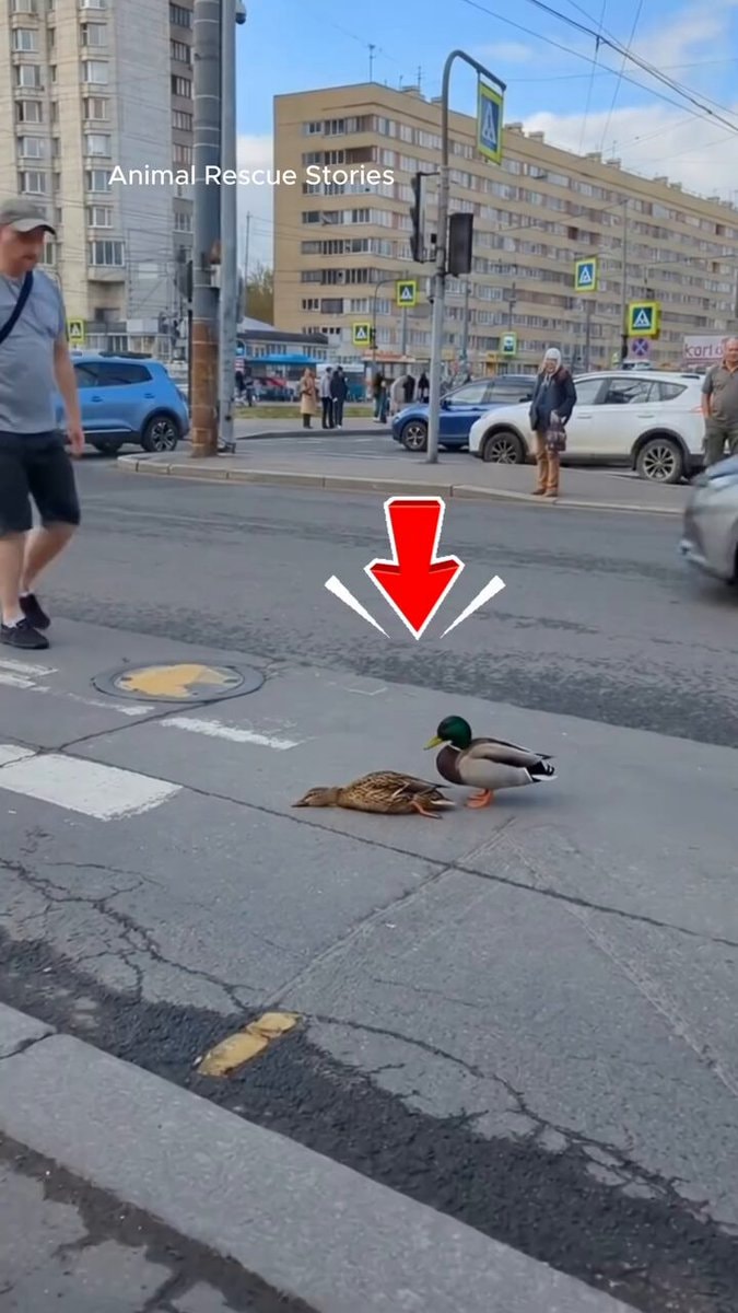 Duck rescue traffic stop