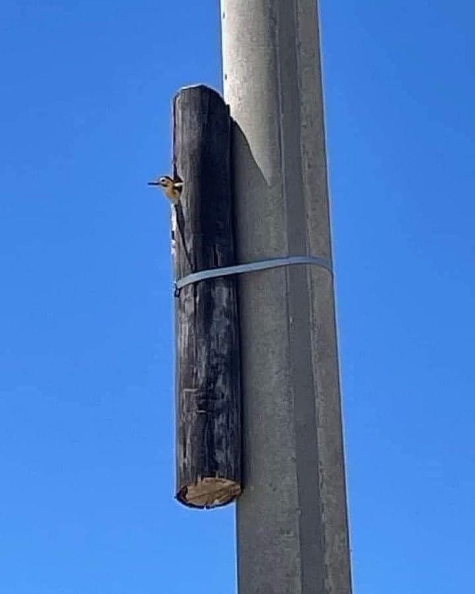 Woodpecker peeking from pole hole