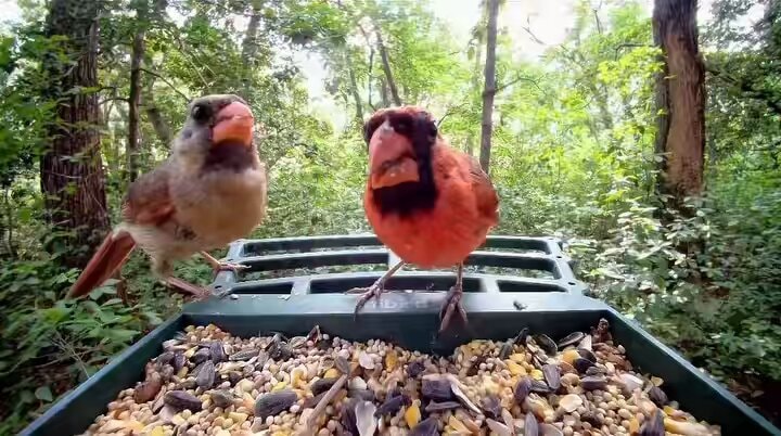 Cardinal shares seeds