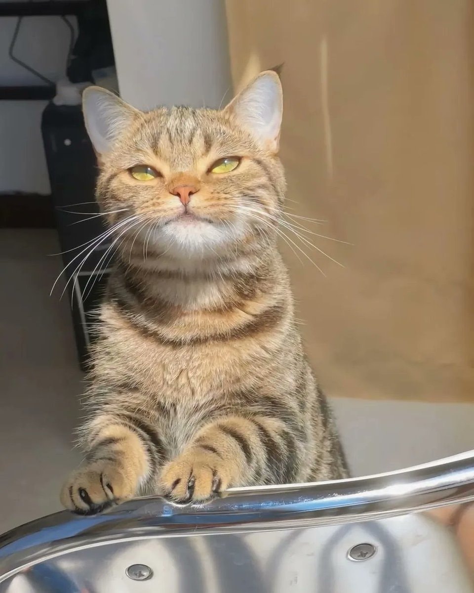 cat close-up (photo 3 of 4)