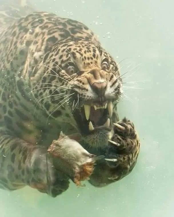 Jaguar underwater attack