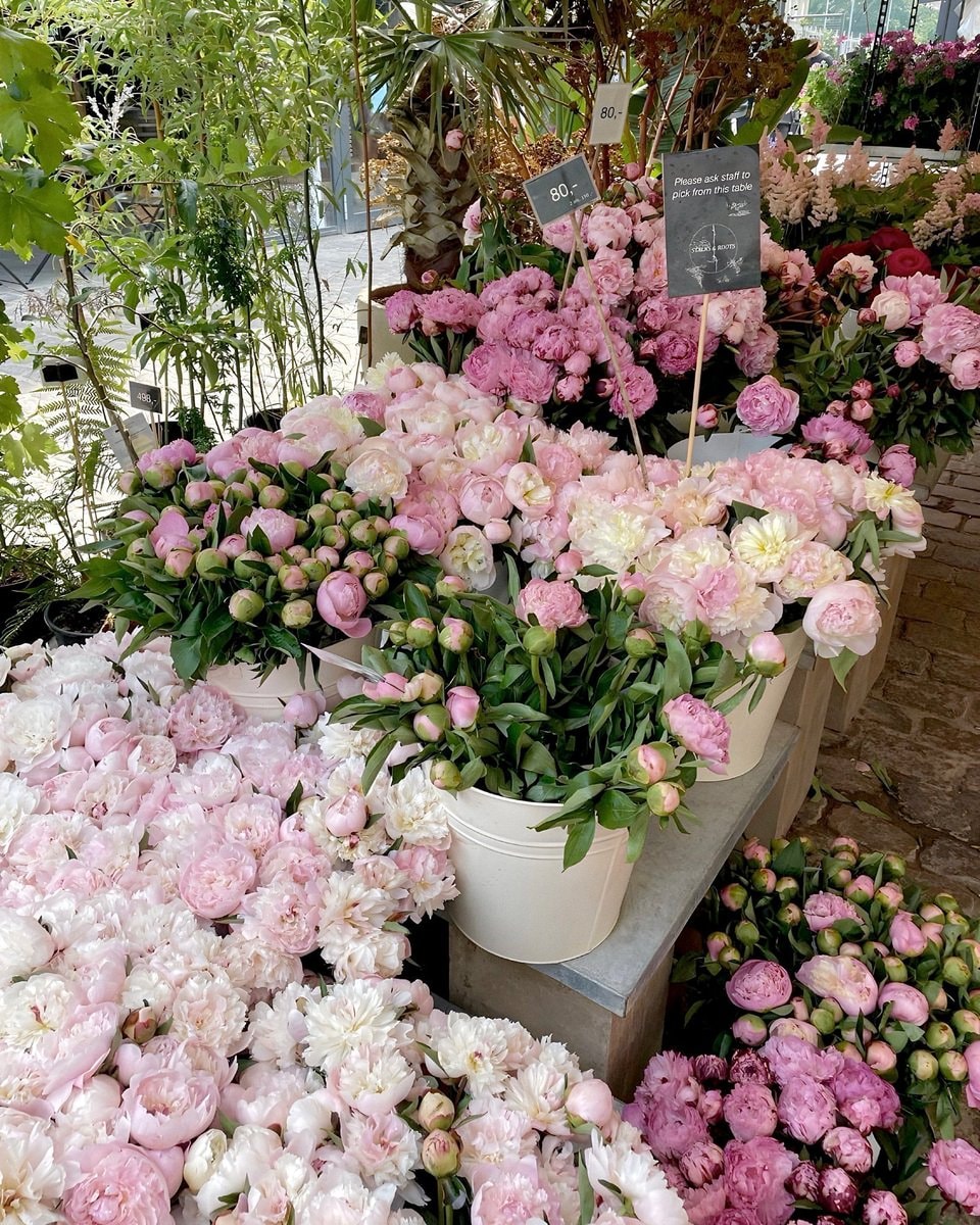 Pink tulips at the market (photo 3 of 3)
