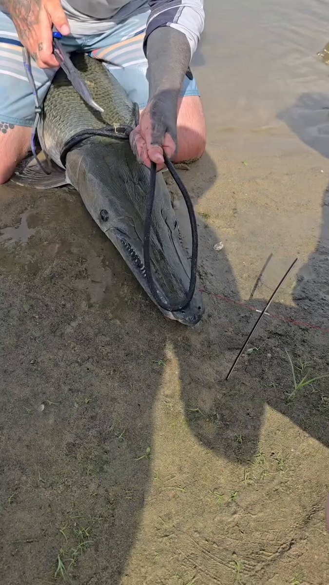 alligator gar catch on sandy bank