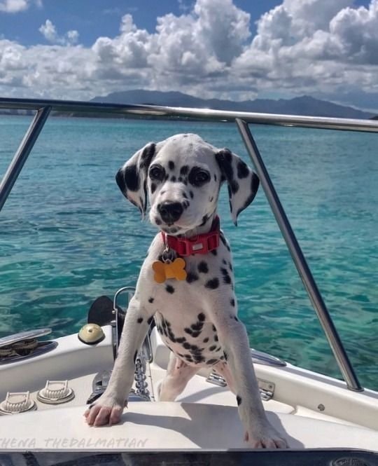 Dalmatian puppy on a boat (photo 2 of 2)