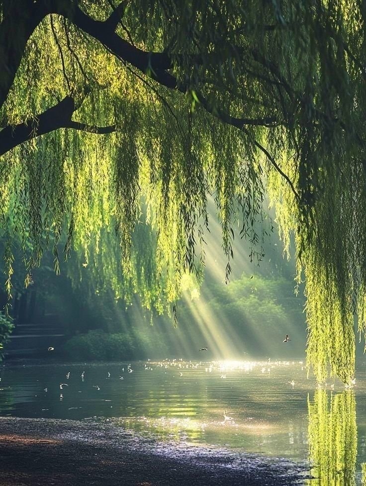 weeping willow tree pond (photo 4 of 4)