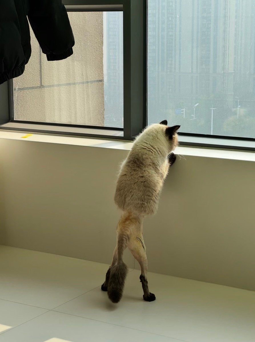 Tattooed cat standing by window Tattooed cat standing by window