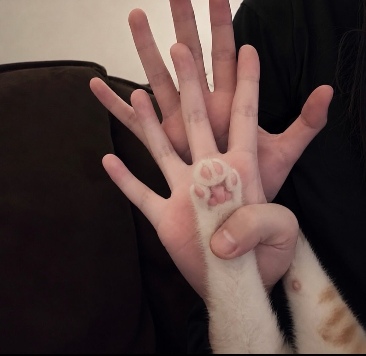 cat paw on human hands