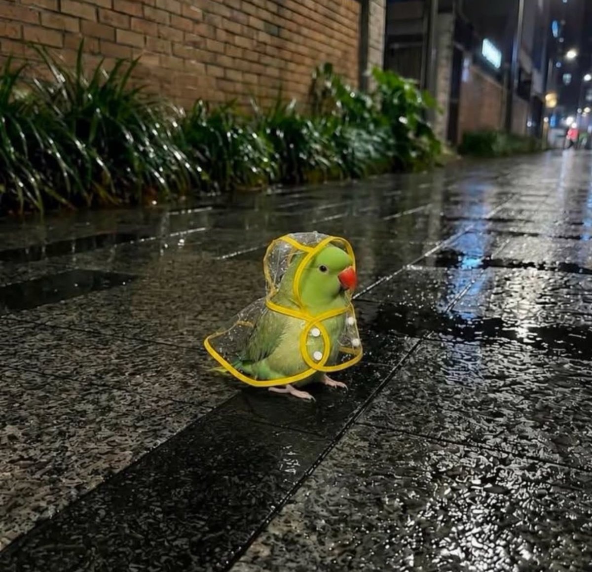 green parrot in raincoat (photo 2 of 2)
