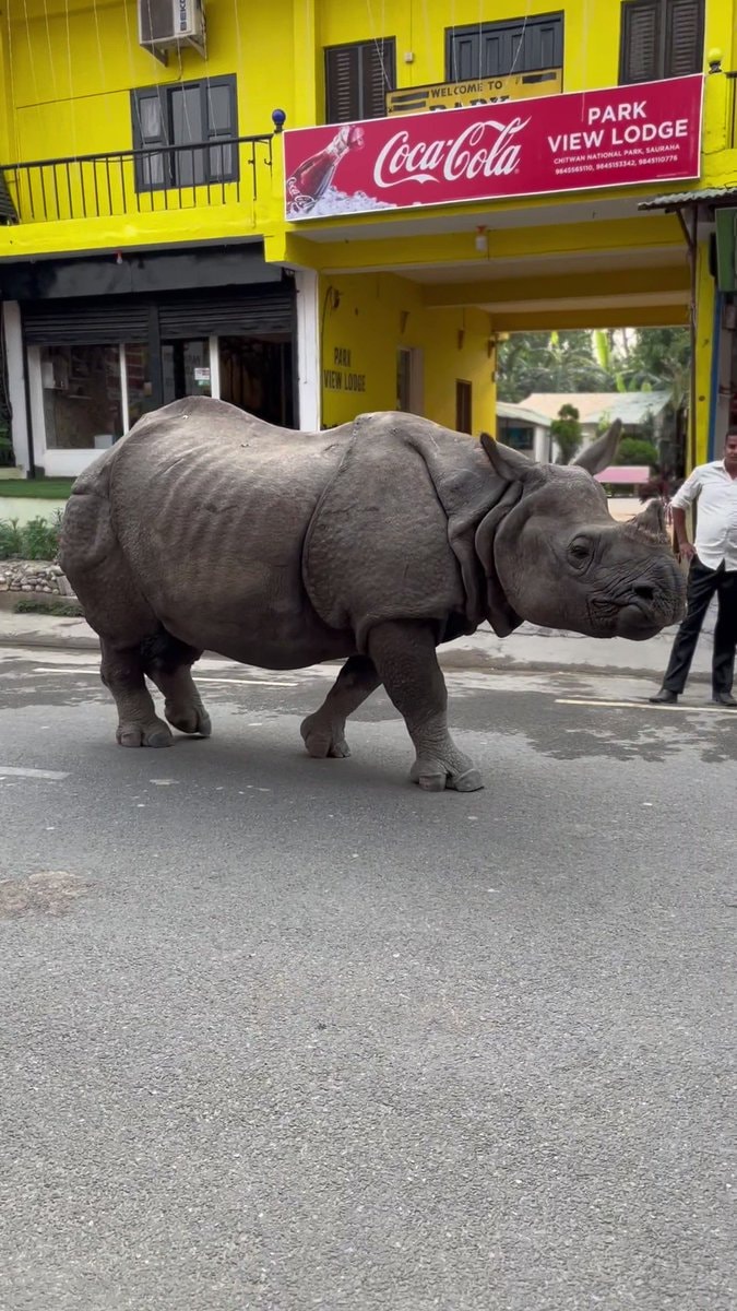 Rhino walking on a road in Nepal Rhino walking on a road in Nepal