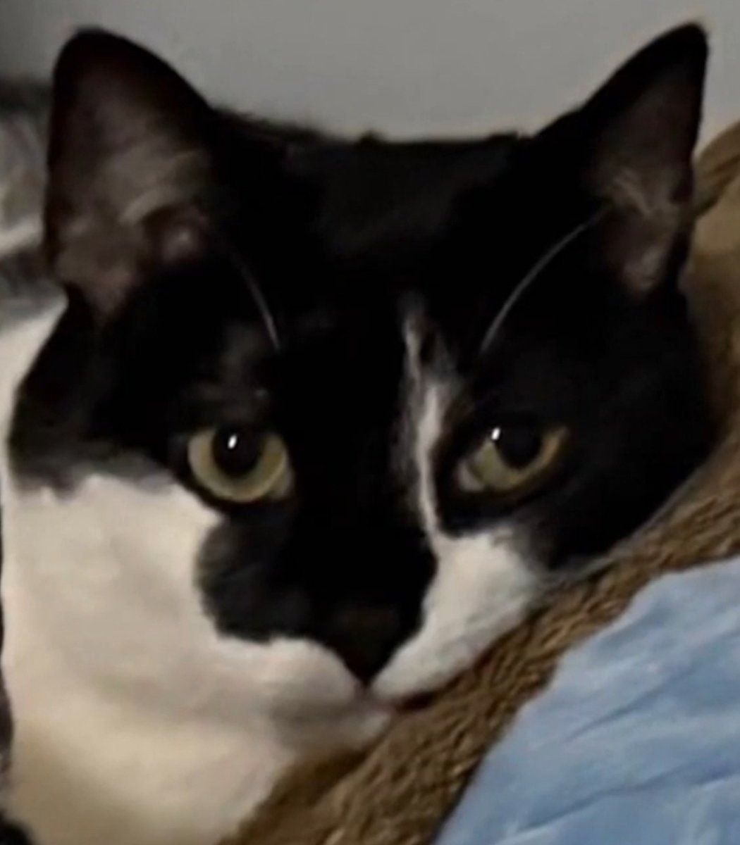 Cat named Mike rescue