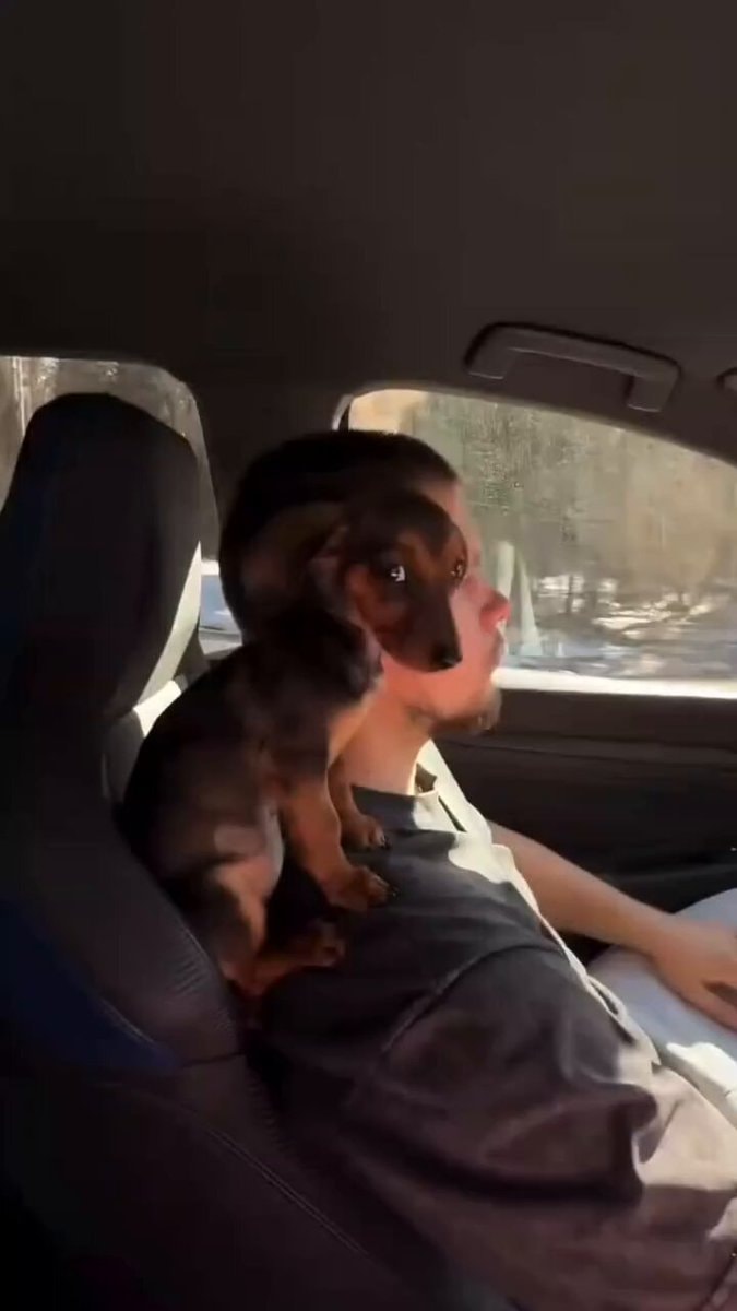 dachshund riding on shoulder