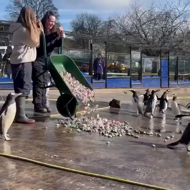 penguin breeding gifts