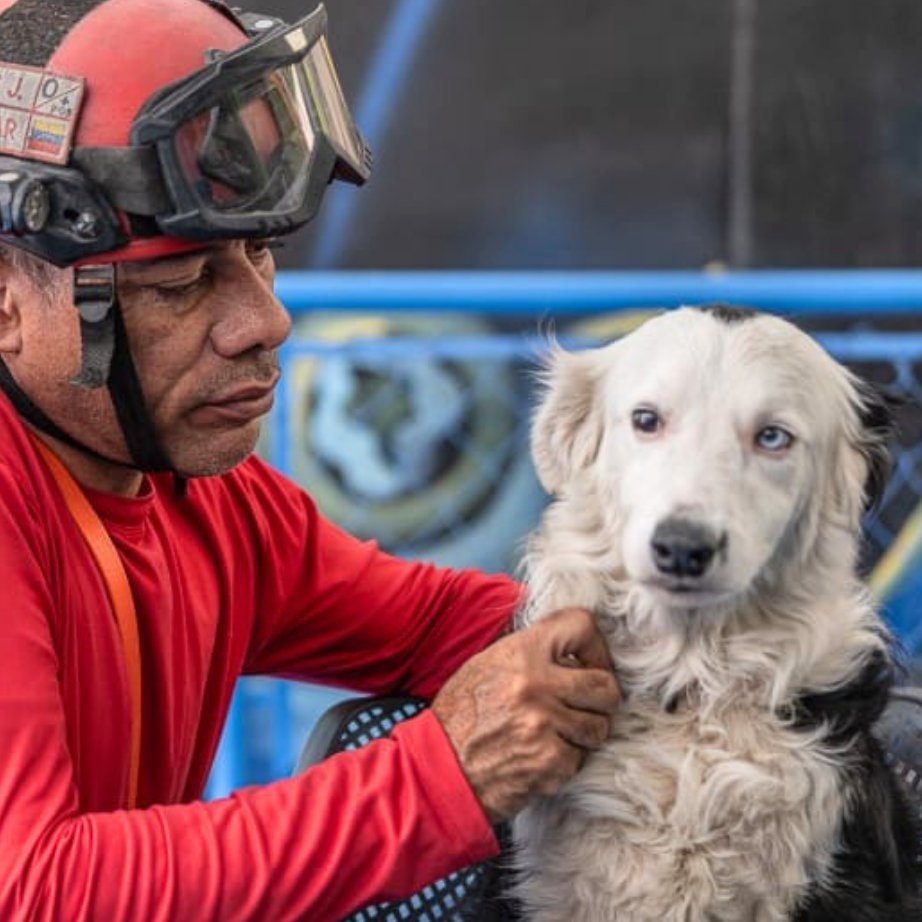 Tsunami rescue dog national hero (photo 2 of 2)