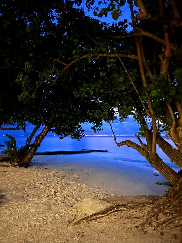 glowing palm trees night scene (photo 4 of 4)