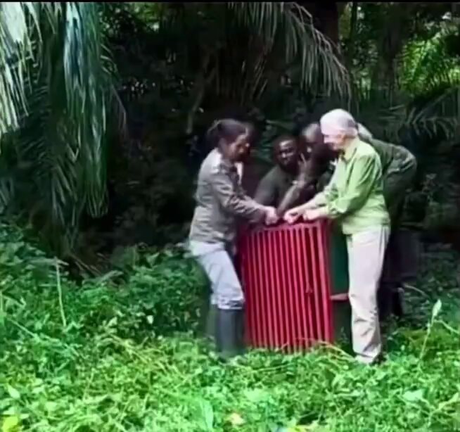Wounda chimp hug Dr Jane Goodall
