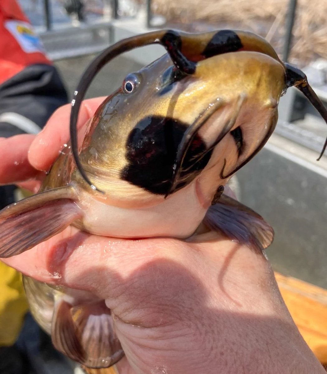 contagious catfish cancer Lake Memphremagog