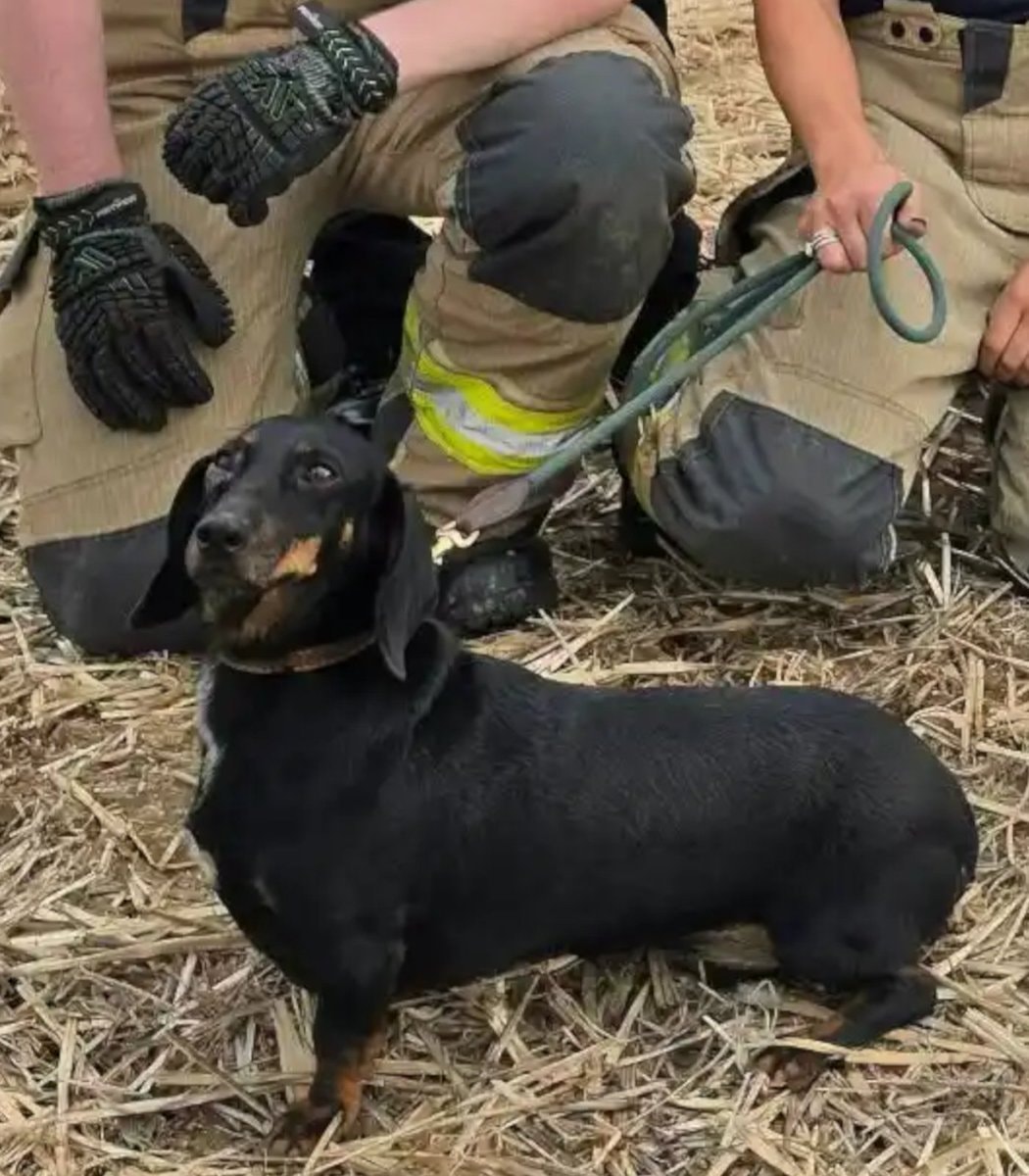 Minny the dachshund rescue Minny the dachshund rescue