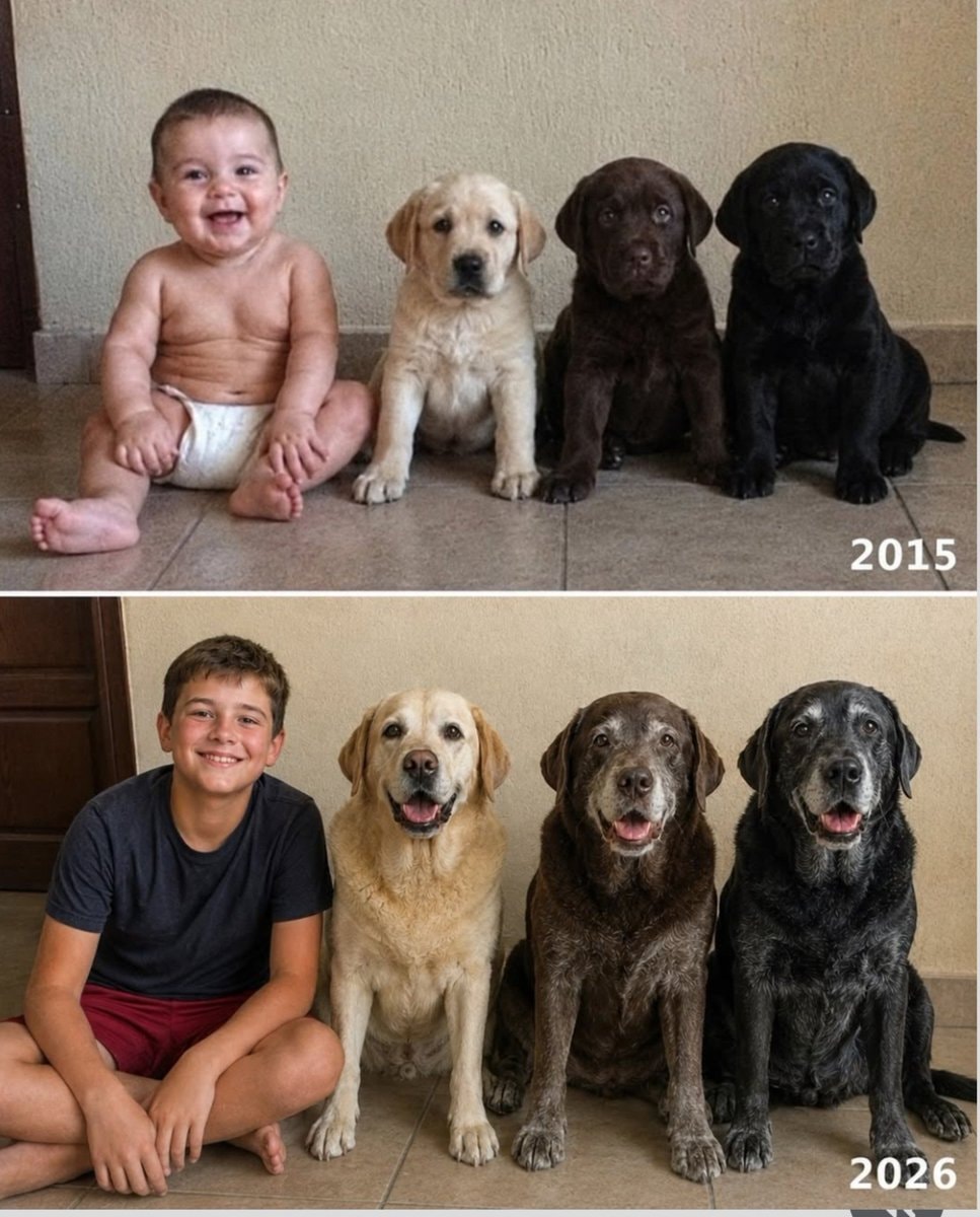Boy and three Labradors 2015 vs 2026 Boy and three Labradors 2015 vs 2026
