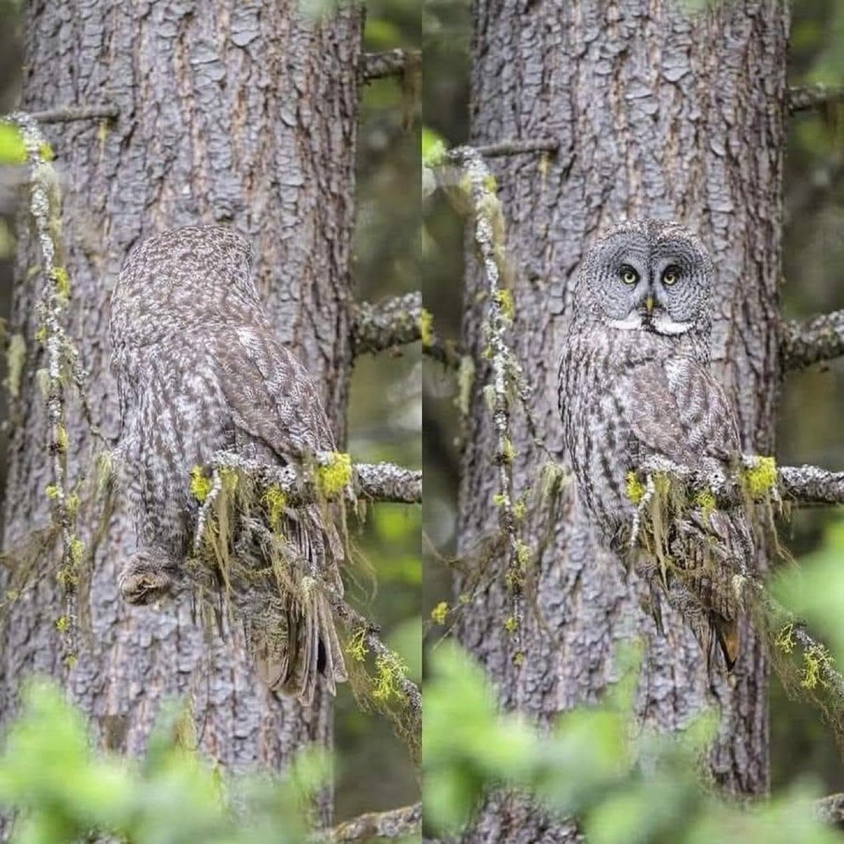 Great Grey Owl camouflage Alan Murphy Great Grey Owl camouflage Alan Murphy