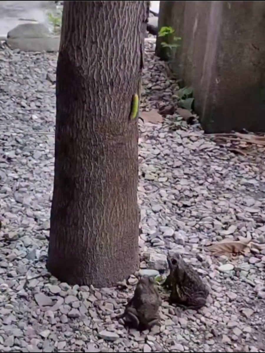 two toads near a tree base