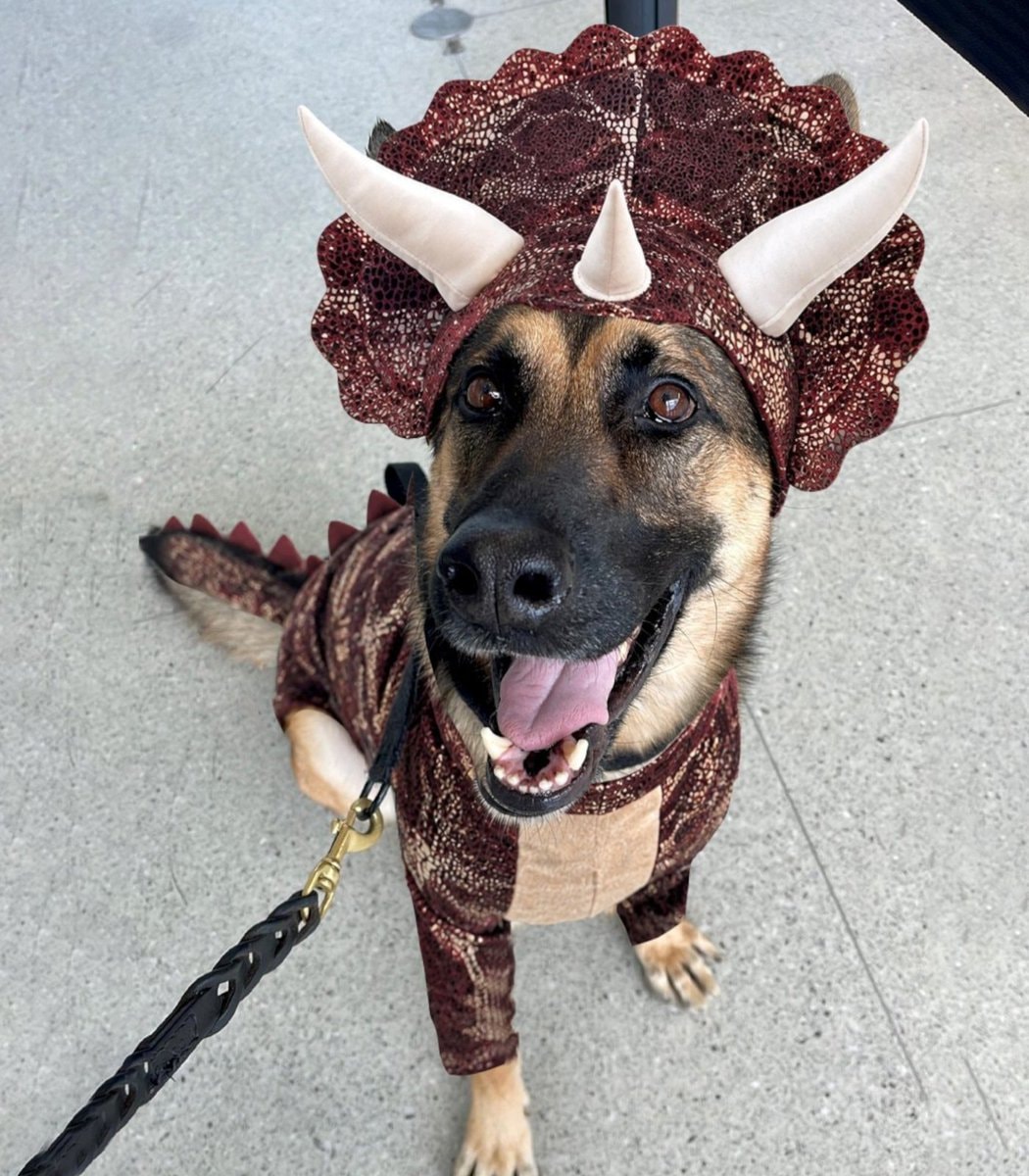 TSA Halloween patrol dogs (photo 2 of 4)