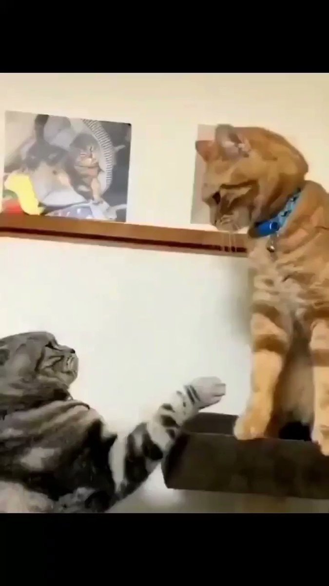 Cat battle 🐱