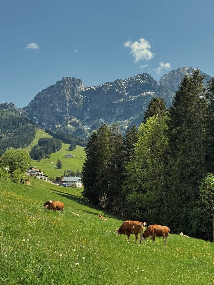 Austria countryside cows (photo 4 of 4)