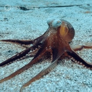 Octopus crawling on sandy floor