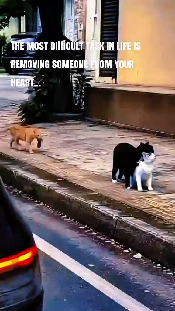 cats on sidewalk with text overlay