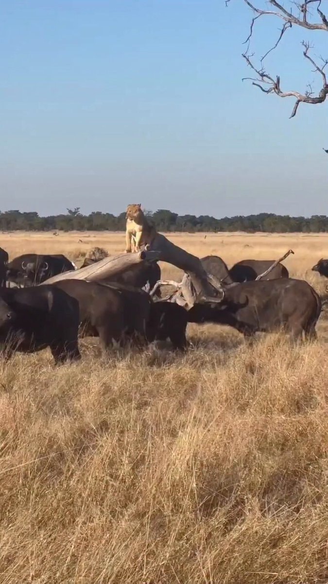 Lions acting like sissies