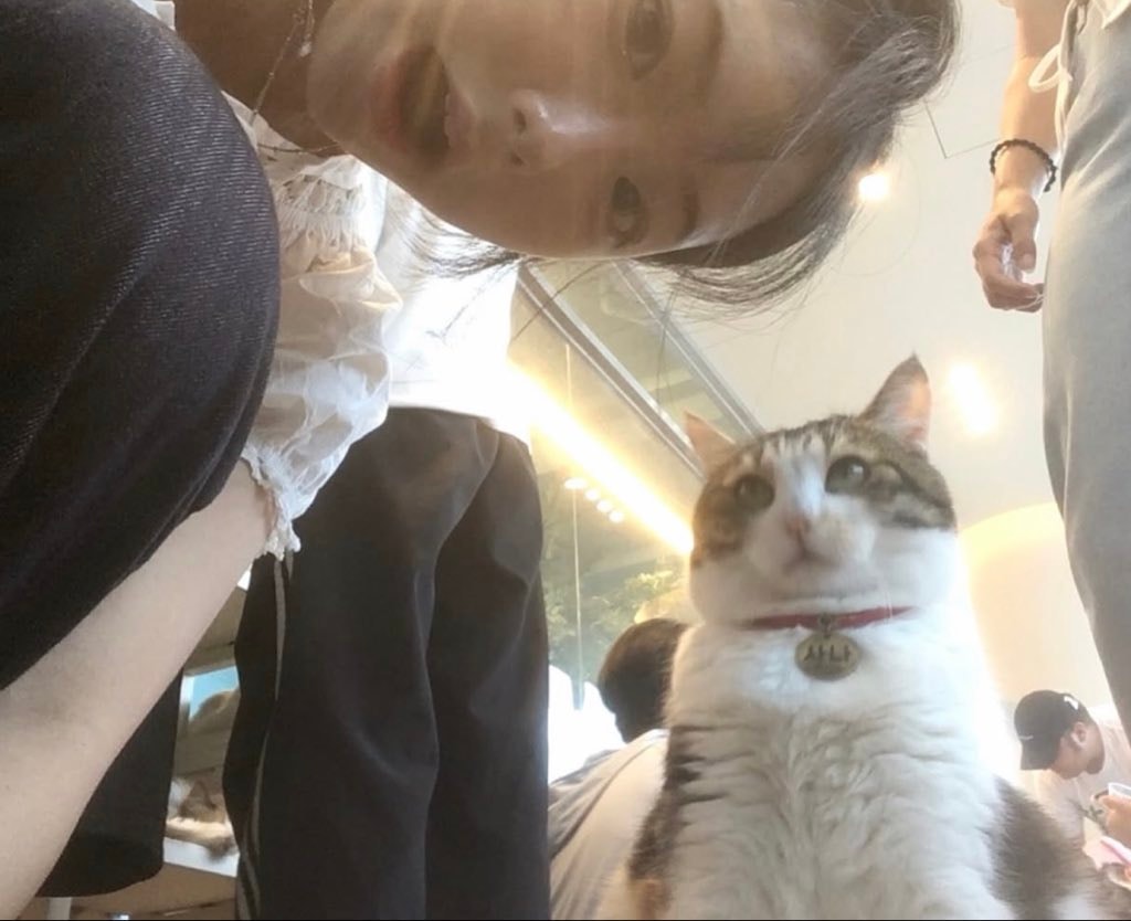 cat with red collar and Korean tag
