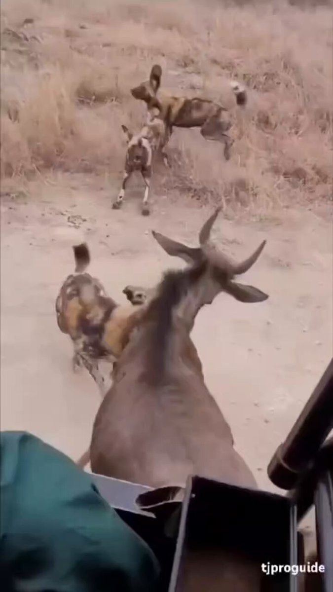 wild dogs attack wildebeest