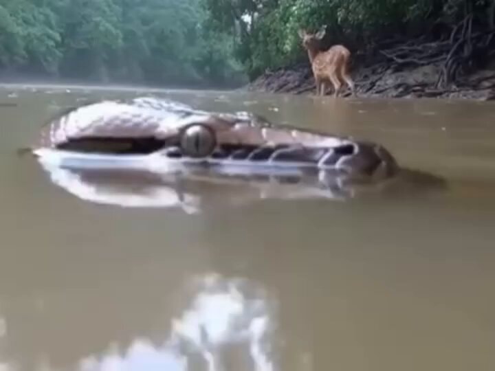 snake otter bloodline battle